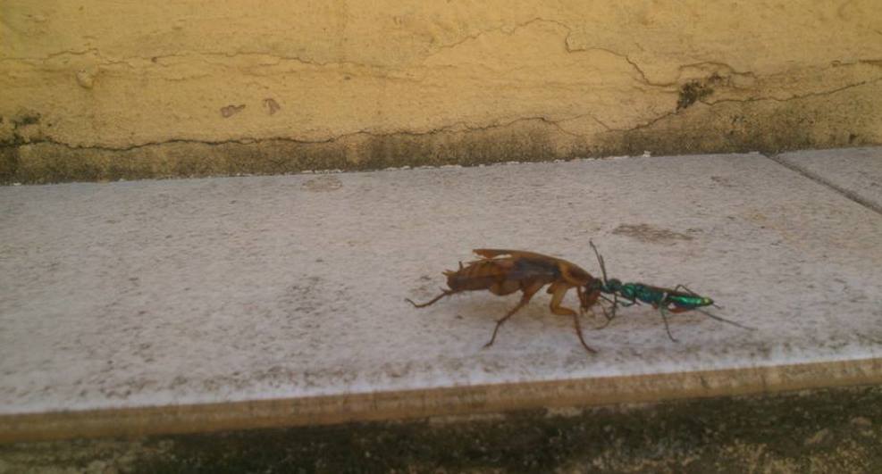 Benefits of Working with Pest Control Experts