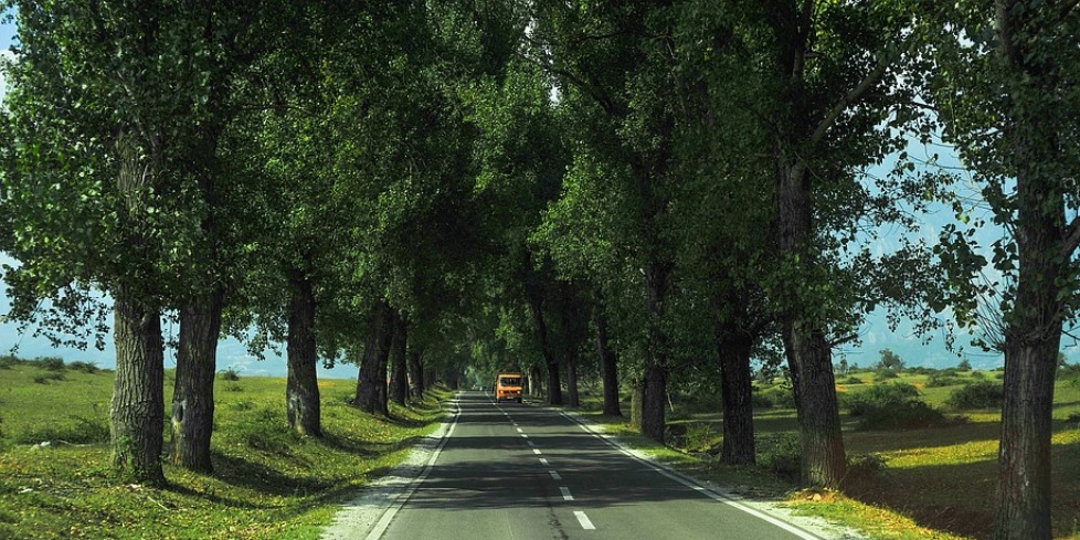 Signs That You Need To Hire A Tree Service Contractor
